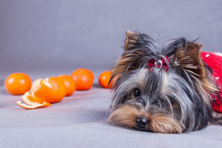 Dürfen Hunde Mandarinen essen?