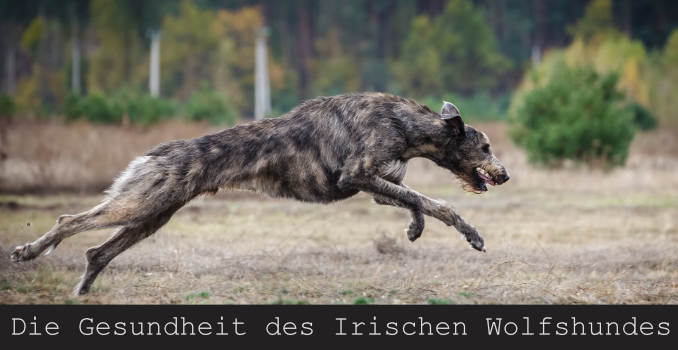 Gesundheit Irischer Wolfshund