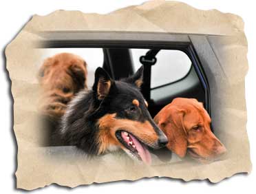 Mit Hund im Auto nach Dänemark