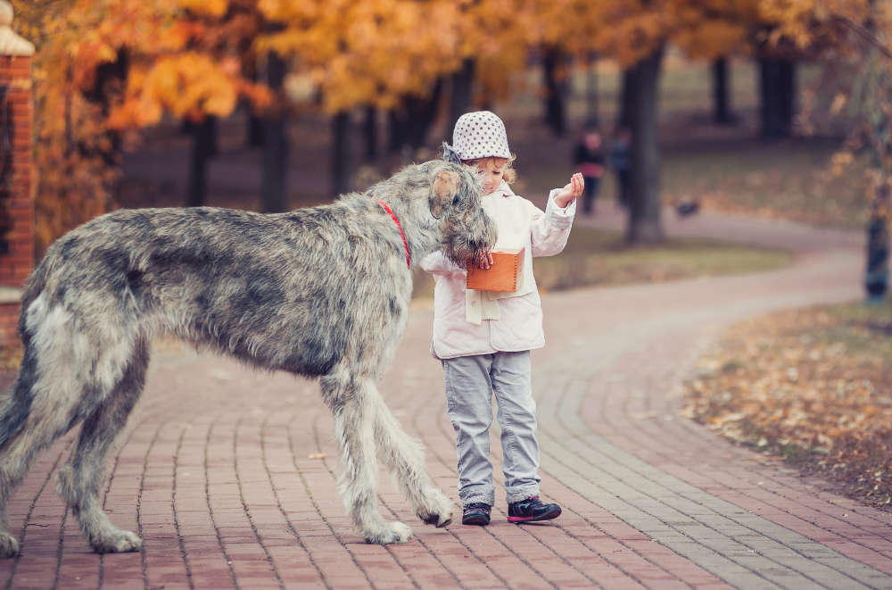 Die Hunderasse Irischer Wolfshund: Kinderlieb, sanftmütig und bemerkenswert liebevoll
