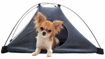 Camping Sylt mit Hund