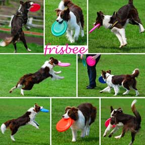 Hundefrisbee-Discdogging
