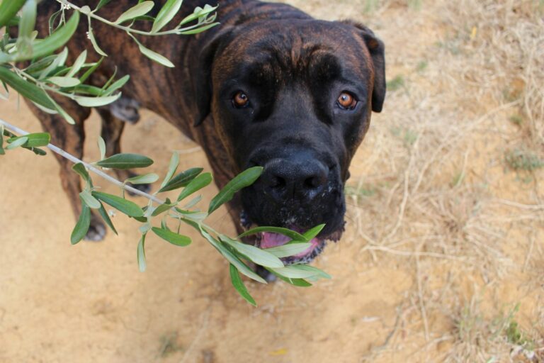 olivenöl für hunde